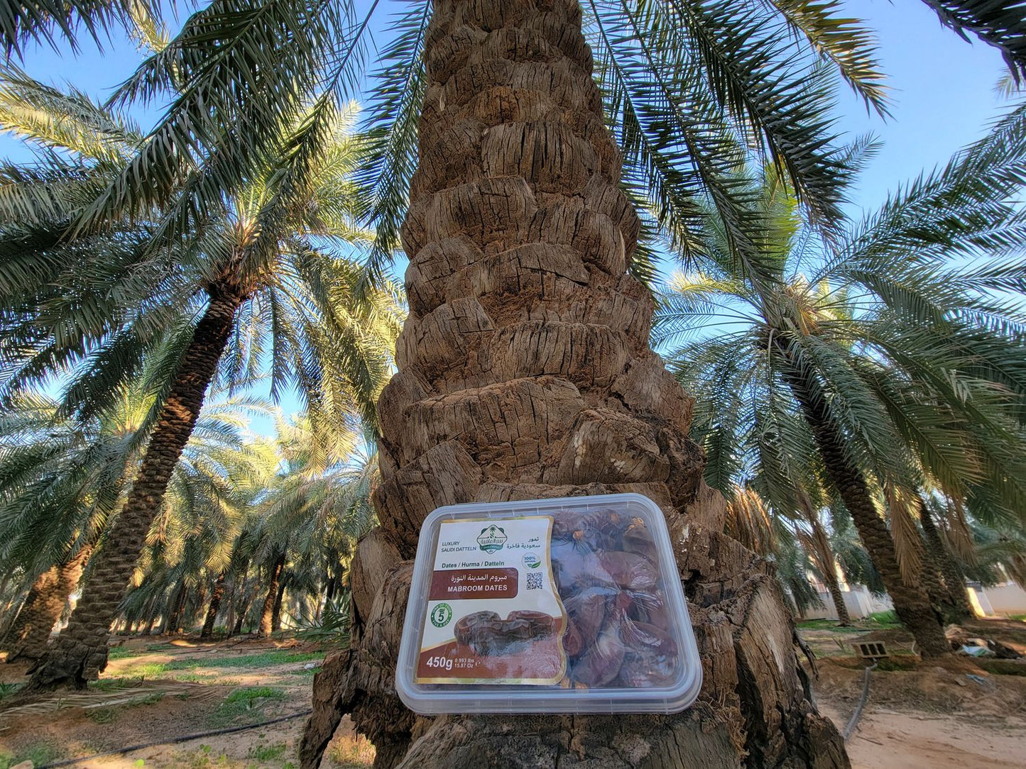 Mabroom Datteln
